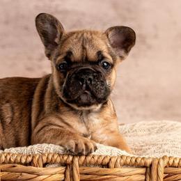 Beulah - 4 Week Photo - French Bulldog puppy from Dirty Paws Breeding