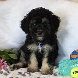 Zion - Phantom male Poodle puppy in Green Forest, Arkansas from Horseshoe Drive Kennel