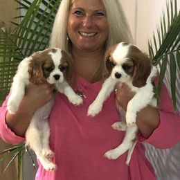 Cavalier King Charles Spaniel Puppies from Cavalier Kisses