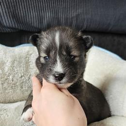 Stacie - Agouti and white female Siberian Husky puppy in Lakebay, Washington from Cascade Siberians