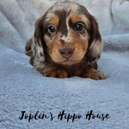 Peter - Dapple male Dachshund puppy in Tucson, Arizona from Joplin's Hippo House