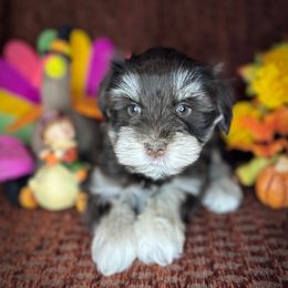 Harper - Liver female Miniature Schnauzer puppy in Placerville, California from Rpuppies