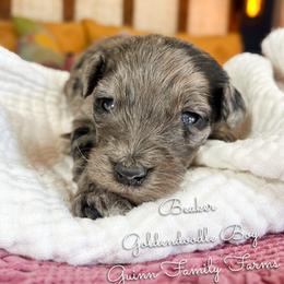 Beaker - Merle male Goldendoodle puppy in Grove, Oklahoma from Guinn Family Farms