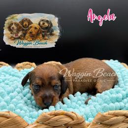 Angela - Red female Dachshund puppy in Sulphur Springs, Texas from Waggin Beach Paradise Doxies