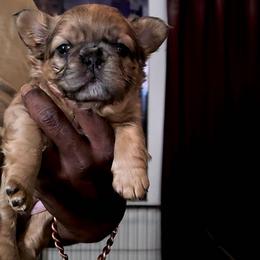 Missy - Fawn and white female French Bulldog puppy in Charlotte, North Carolina from Solid Bulls Kamp LLC