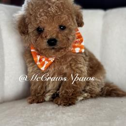 Michelangelo - Apricot male Maltipoo puppy in Hesperia, California from McCraws N Paws