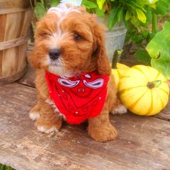 Cavalier King Charles Spaniel and Cavapoo Puppies from Sunset Valley Cavaliers