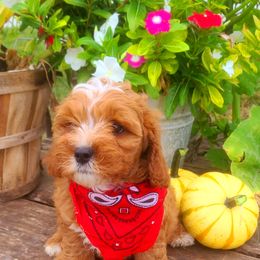 Cavalier King Charles Spaniel and Cavapoo Puppies from Sunset Valley Cavaliers