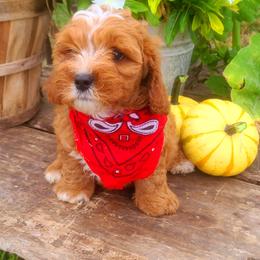 Cavalier King Charles Spaniel and Cavapoo Puppies from Sunset Valley Cavaliers
