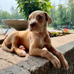 Light purple collar - Merle female Great Dane puppy in Corsica, Pennsylvania from Ferguson Family Danes LLC