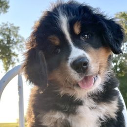 Mae - Bernese Mountain Dog puppy from Diamond U Berners
