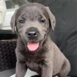 Lilly- Light Pink - Charcoal female Dilute Retriever puppy in Marion, Illinois from Summer Lovin’ Labradors of Southern Illinois