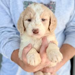 Aspen - Gold male Bordoodle puppy in Eastman, Georgia from Dood B Ranch