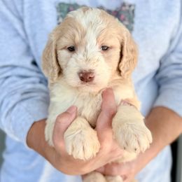 Aspen - Gold male Bordoodle puppy in Eastman, Georgia from Dood B Ranch