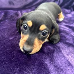 Baxter - Black and tan male Dachshund puppy in Memphis, Tennessee from River City Doxies