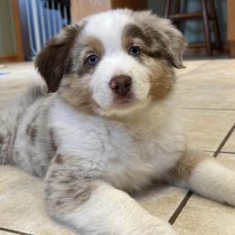 Australian Shepherds from Four Oaks Australian Shepherds