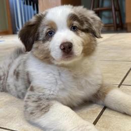 Australian Shepherds from Four Oaks Australian Shepherds