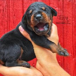Onyx - Black and rust male Doberman Pinscher puppy in China Township, Michigan from Snell's Superior Kennel Dobermann & GSP