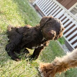 Kayla - Brown female Bernedoodle puppy in Wamego, Kansas from Doodles of Oz