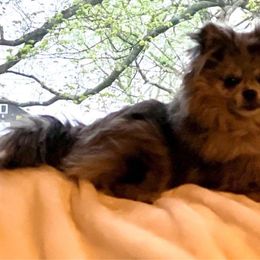 Halo - Pomeranian