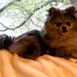 Halo - Pomeranian