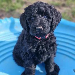 Lucy - Black female Pyredoodle puppy in Willacoochee, Georgia from Kitandkboodle's Doodles