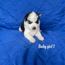 Baby girl 1 - Black and white female Siberian Husky puppy in Ocala, Florida from Florida Husky Puppies