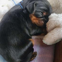 Roundello - Black and tan male Cavalier King Charles Spaniel puppy in Winthrop, New York from McMahon's Cavalier King Charles Spaniels