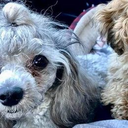 French Bulldogs and Poodles from Simonsez Frenchies