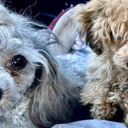 French Bulldogs and Poodles from Simonsez Frenchies