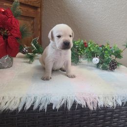 Gunner - Labrador Retriever puppy from Marlene's Labrador Retrievers