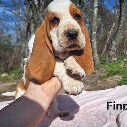 Finn - Lemon and white male Basset Hound puppy in Mack's Creek, Missouri from Mack's Creek Basset Hounds