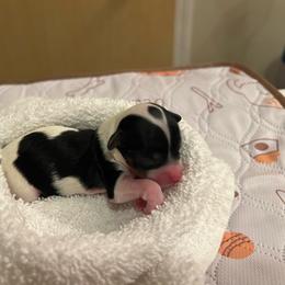 Red boy - White male Havapoo puppy in Arlington, Washington from Havanese With Love Breeding Co.