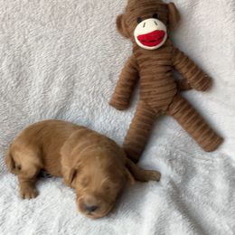 Boy 2 - Apricot male Goldendoodle puppy in Lapeer, Michigan from Doodle All Day