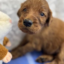 Maroon Purple collar - Mahogany male Irish Setter puppy in Choctaw, Oklahoma from Heartland Irish Setters