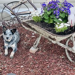 Australian Cattle Dog and French Bulldog Puppies from Sugarloaf French bulldogs and Australian cattle dogs