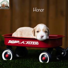 Honor - Apricot male Australian Labradoodle puppy in Cashmere, Washington from Mountain Home Doodles