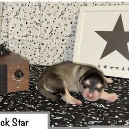 Black Star - Seal and white female Alaskan Malamute puppy in Easton, Maryland from Stars Howl-O Kennels by FurEver Friends Inc