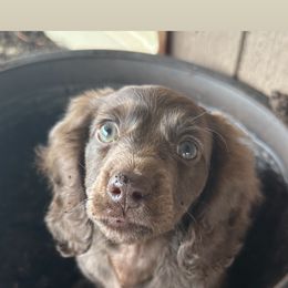 Honey available as of Sep 19th - Chocolate female Dachshund puppy in 77304, Texas from Little Valley Puppies