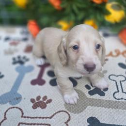 Boris - Cream male Dachshund puppy in Grant, Michigan from Low Down Dashchuand