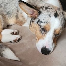 Cardigan Welsh Corgis from Kangas Corgis