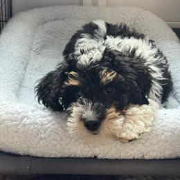 Elara - Tri-color female Bernedoodle puppy in Salem, Utah from Doodle Doodle Dogs