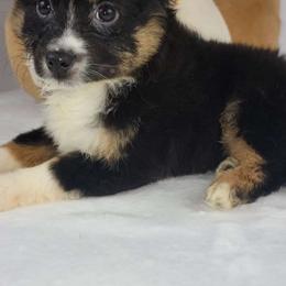 Rochelle - Miniature Australian Shepherd puppy from Southpaw Herders LLC