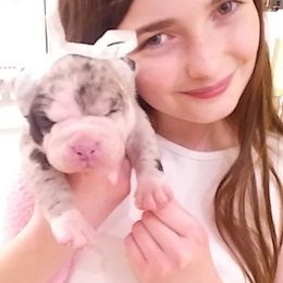 Alapaha Blue Blood Bulldog Puppies from Eclipse Alapaha Kennels