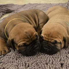 Boerboel Puppies from WILDCAT BOERBOELS