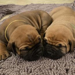 Boerboel Puppies from WILDCAT BOERBOELS