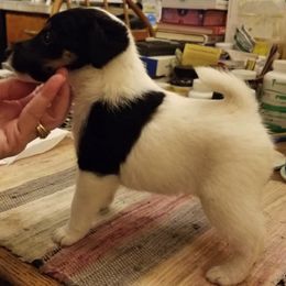 Harrier and Smooth Fox Terrier Puppies from Sheez-Beez Kennel