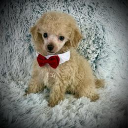 Lil Felix - Cream male Poodle puppy in Newcomerstown, Ohio from Sheri’s Lil Angel’s
