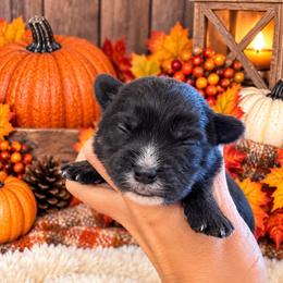 Luna - Black female Morkie puppy in Tampa Bay, Florida from Woodpecker Ridge Pups