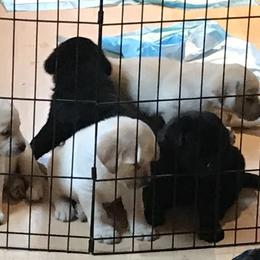 Labrador Retriever Puppies from LakeHouse Labrador Retriever LLC